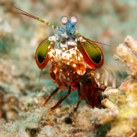 small-harlequin-shrimp