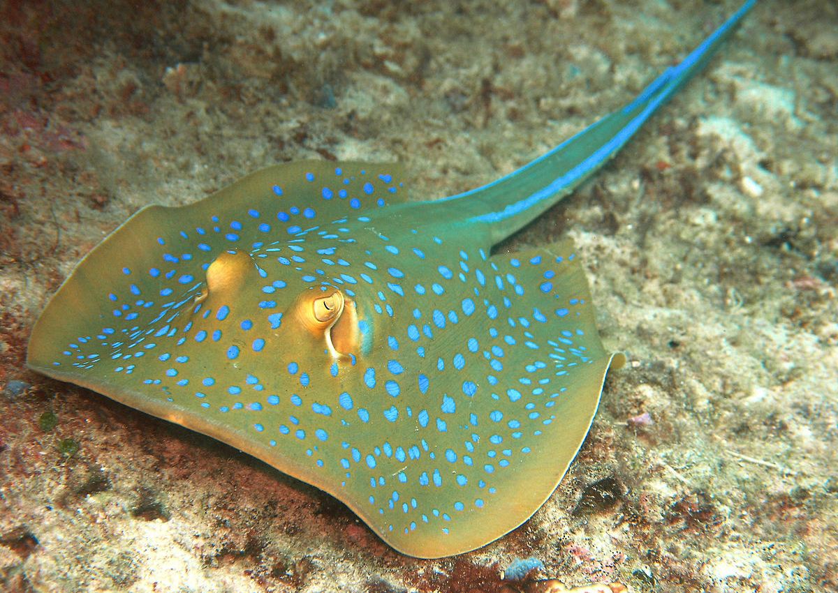 highlights-blue-spotted-stingray