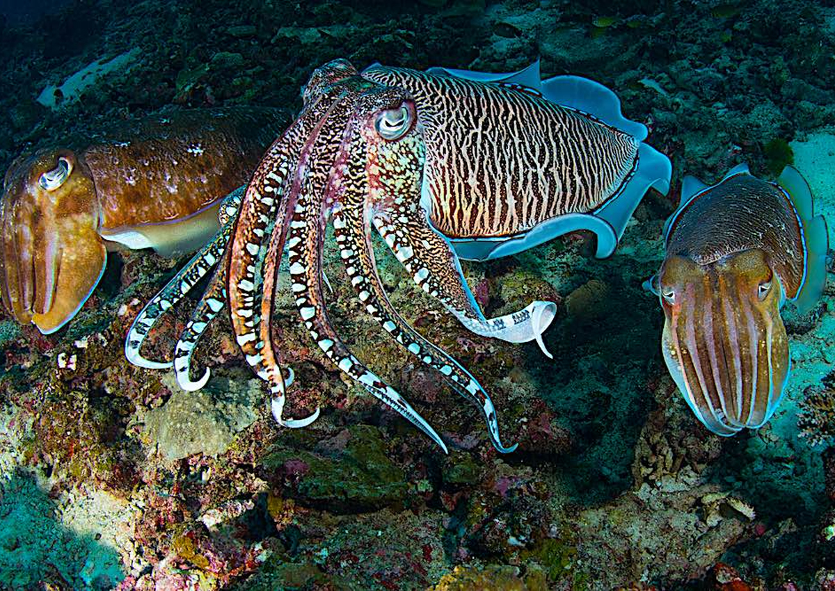 highlights-cuttlefish