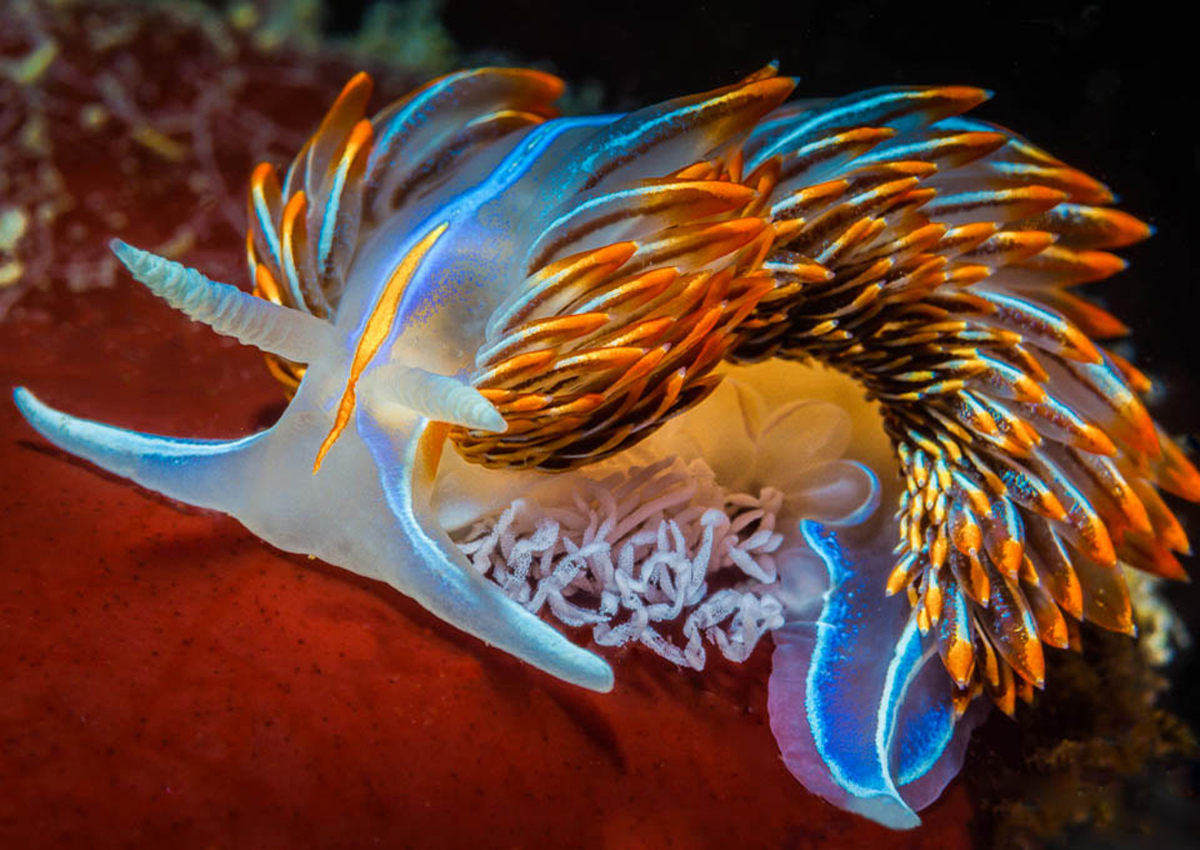 highlights-nudibranch
