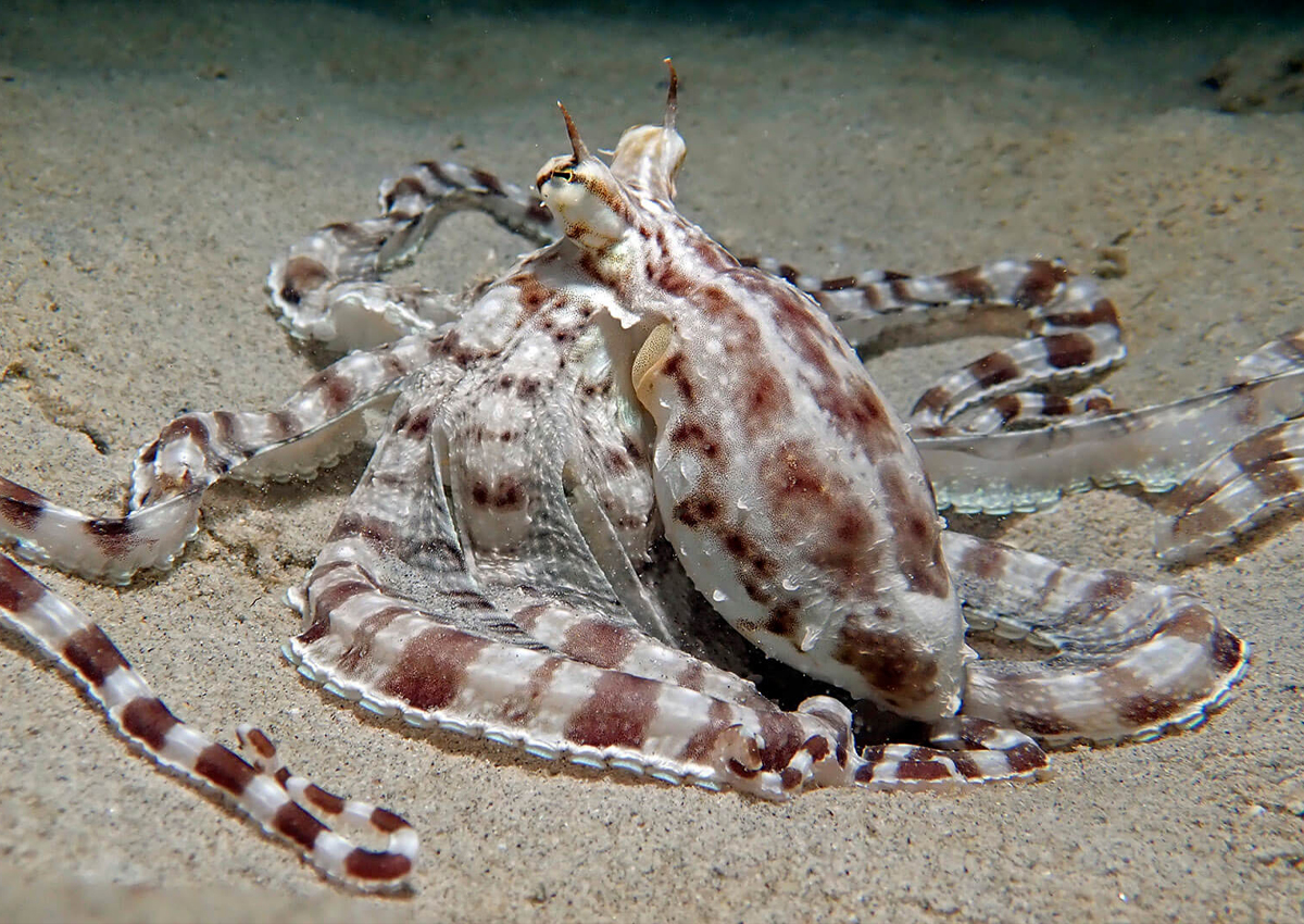 highlights-octopus