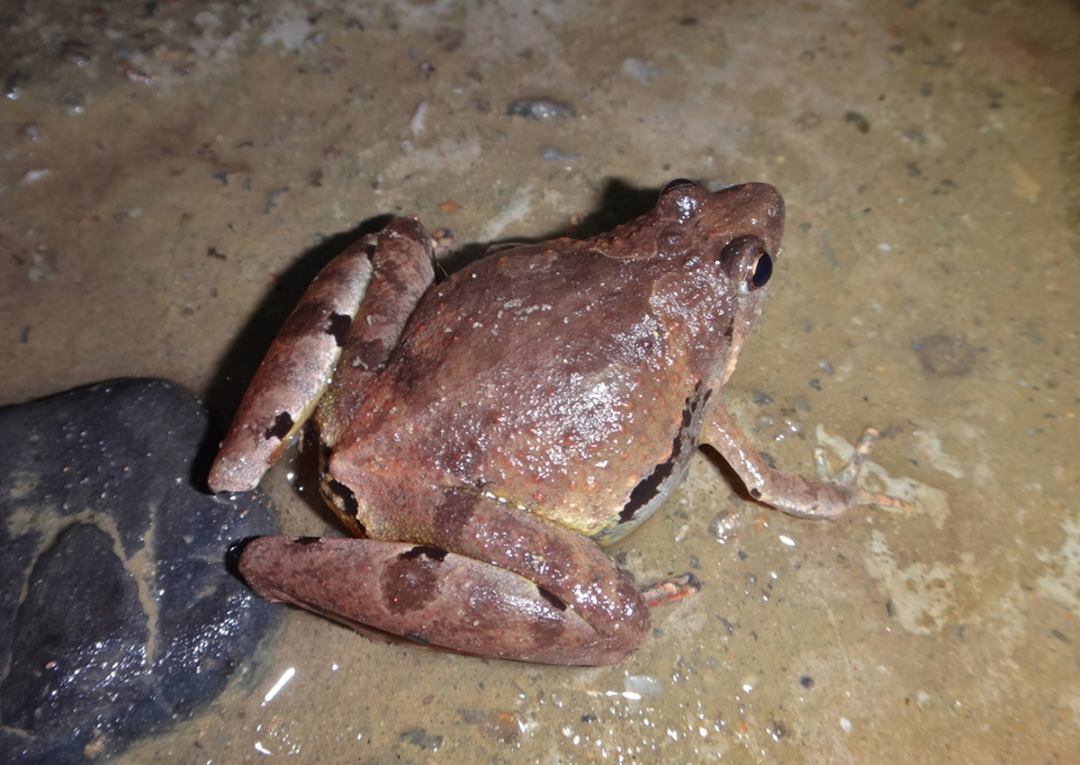 highlights-pygmy-frog